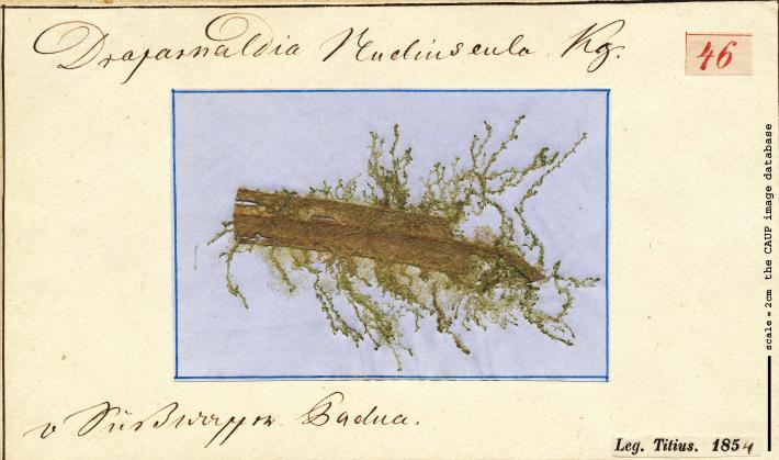 Stigeoclonium nudiusculum.jpg